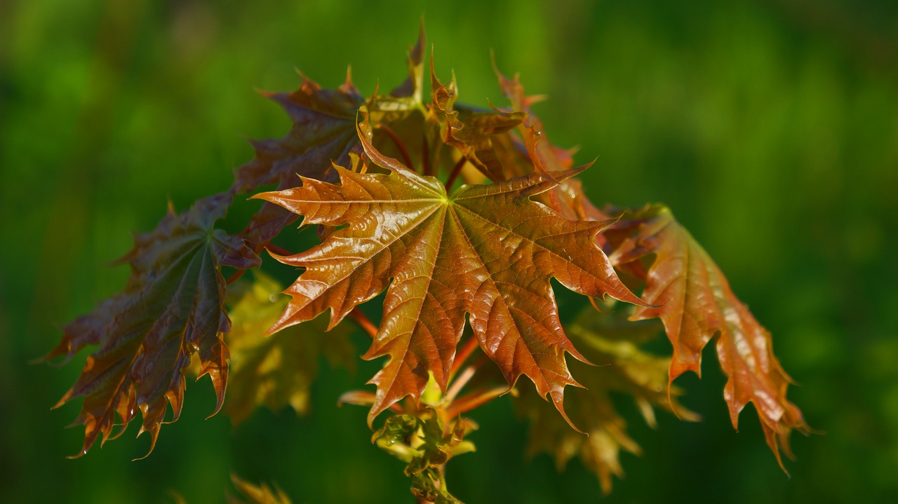 nature  plant  foliage free photo