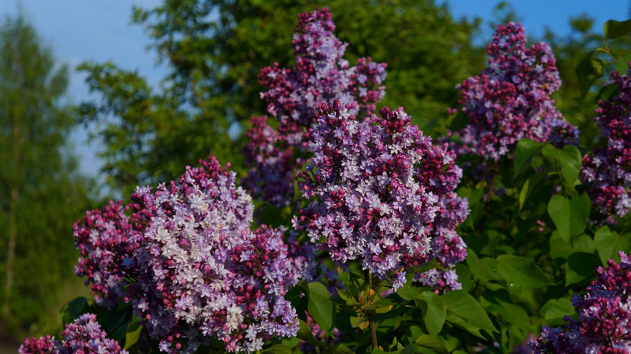 nature  plants  blooming free photo