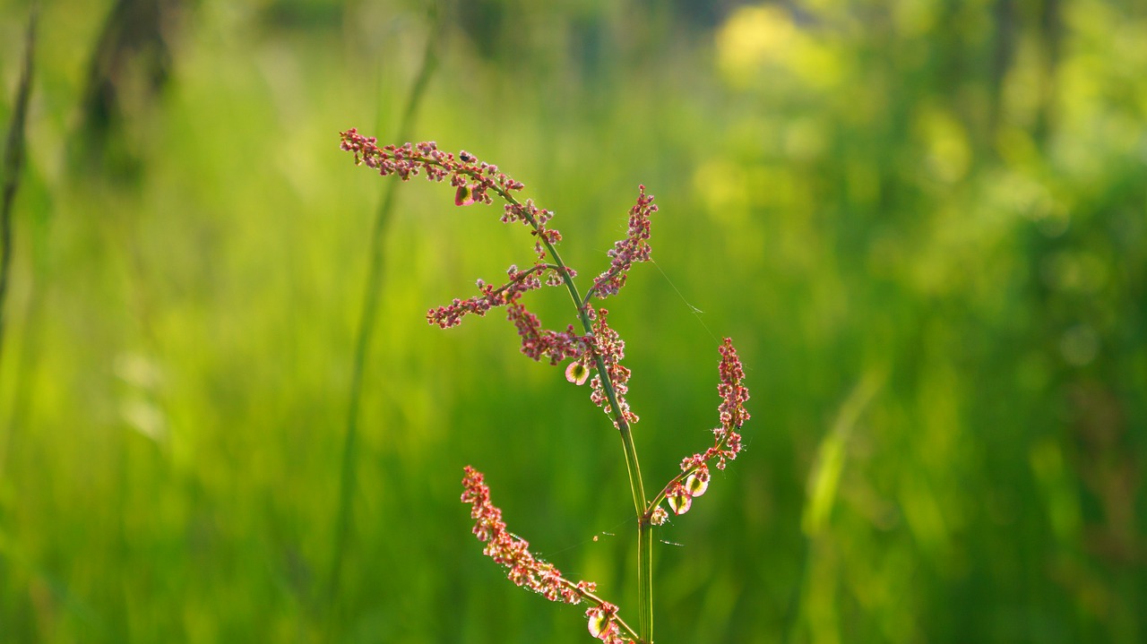 nature  plants  meadow free photo