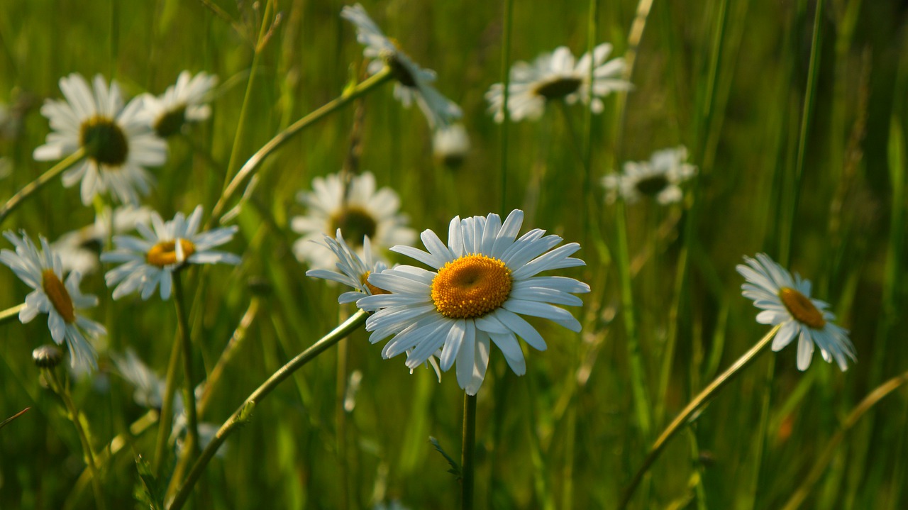 nature  plants  white free photo