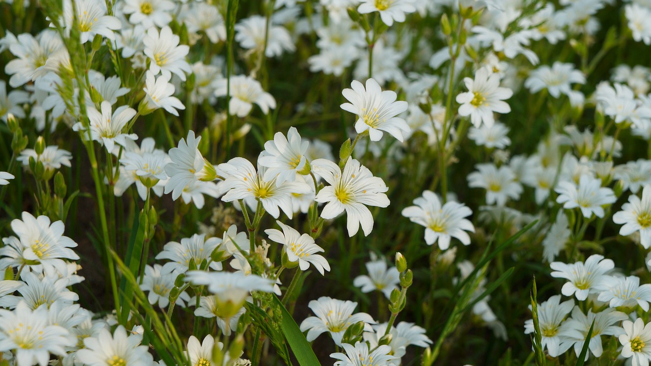 nature  plants  white free photo