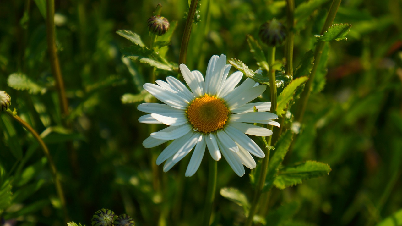 nature  plants  flowers free photo