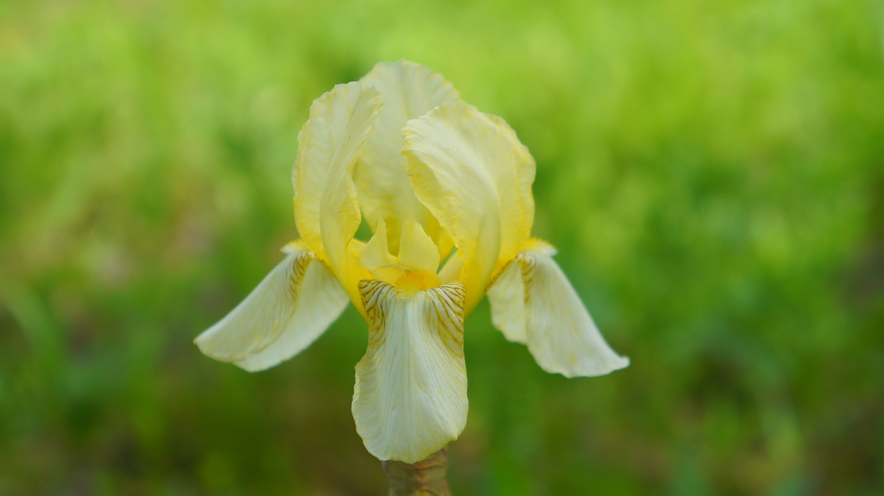 nature  plants  flower free photo