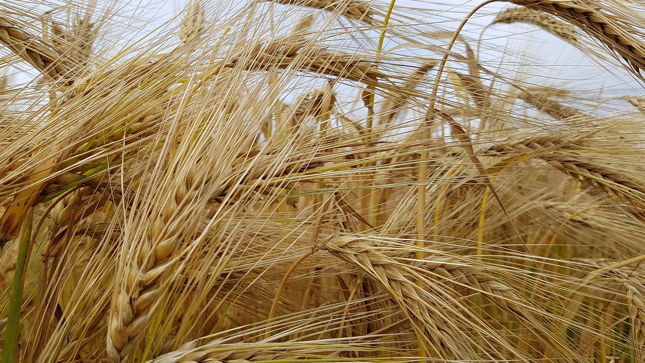 nature  cereals  field free photo