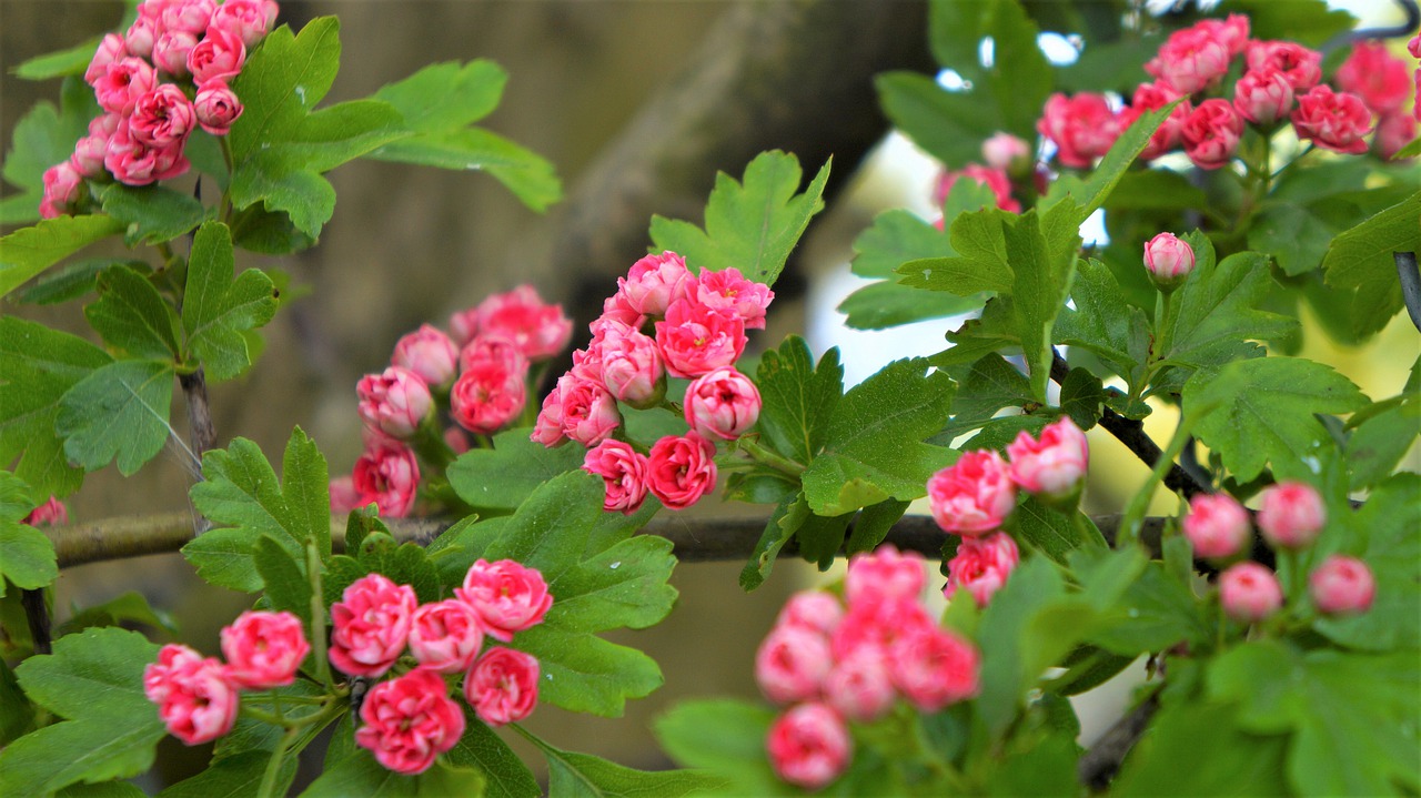 nature  plants  pink free photo