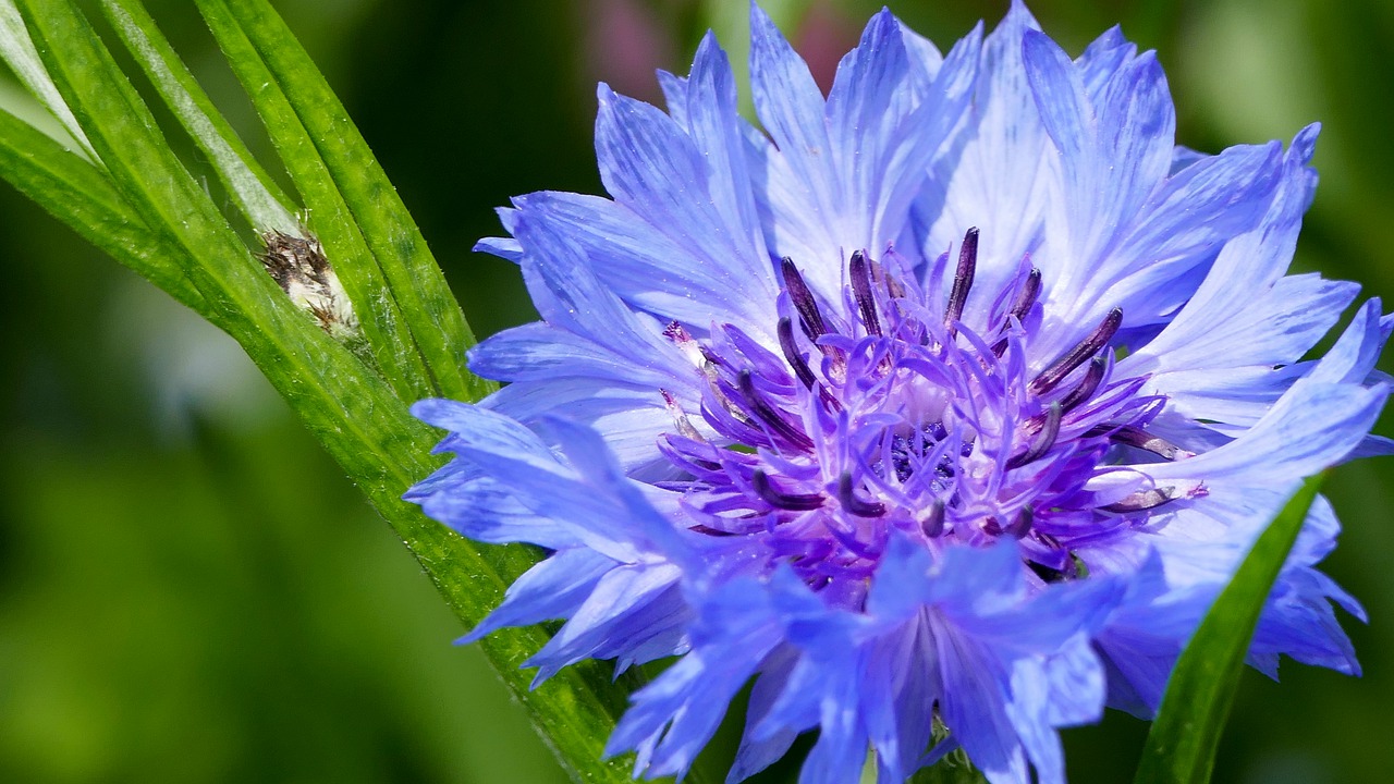 nature  meadow  cornflower free photo