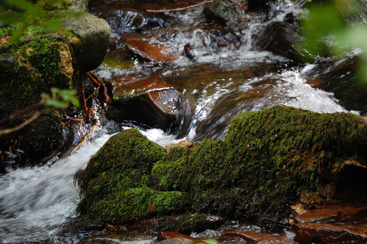 nature  moss  forest free photo