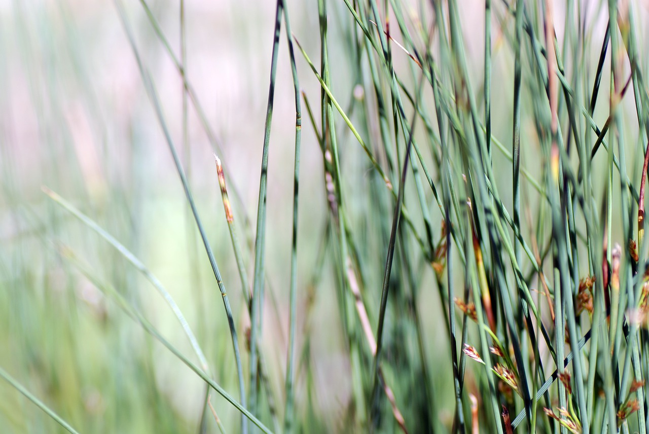 nature  plant  garden free photo