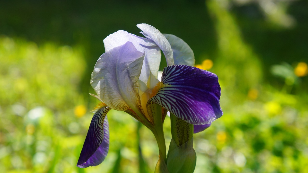 nature  plants  flowers free photo