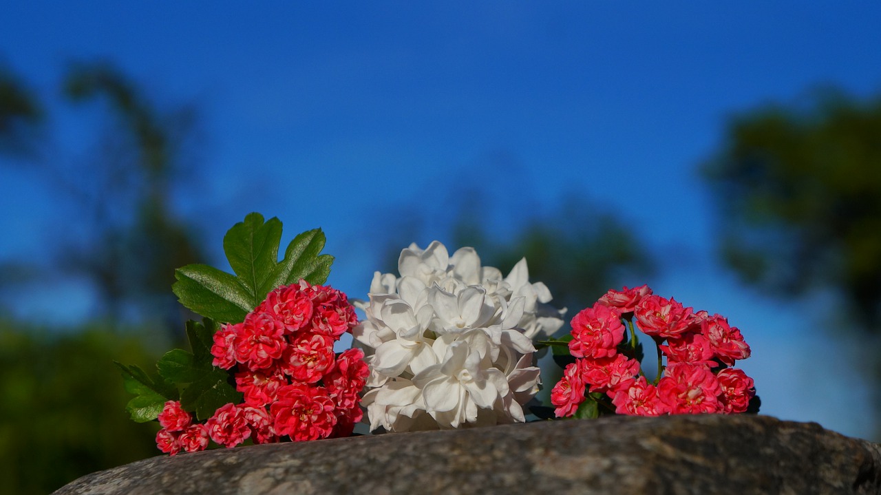 nature  plants  flowers free photo