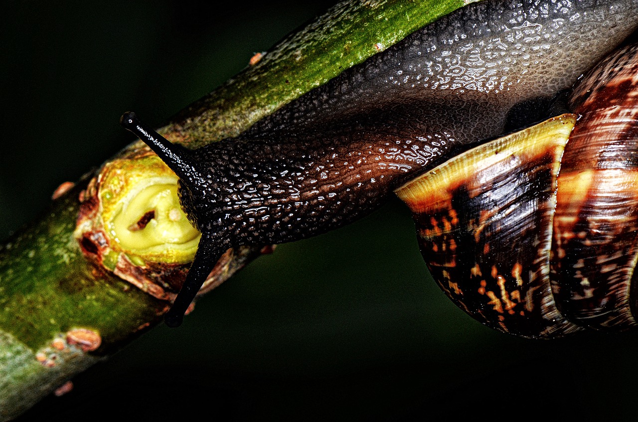 nature  snail  shell free photo