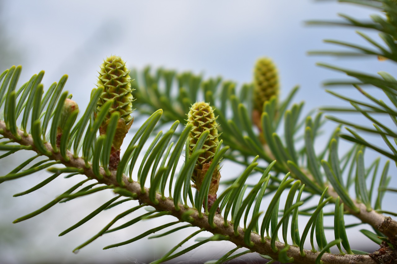 nature  forest  spring free photo