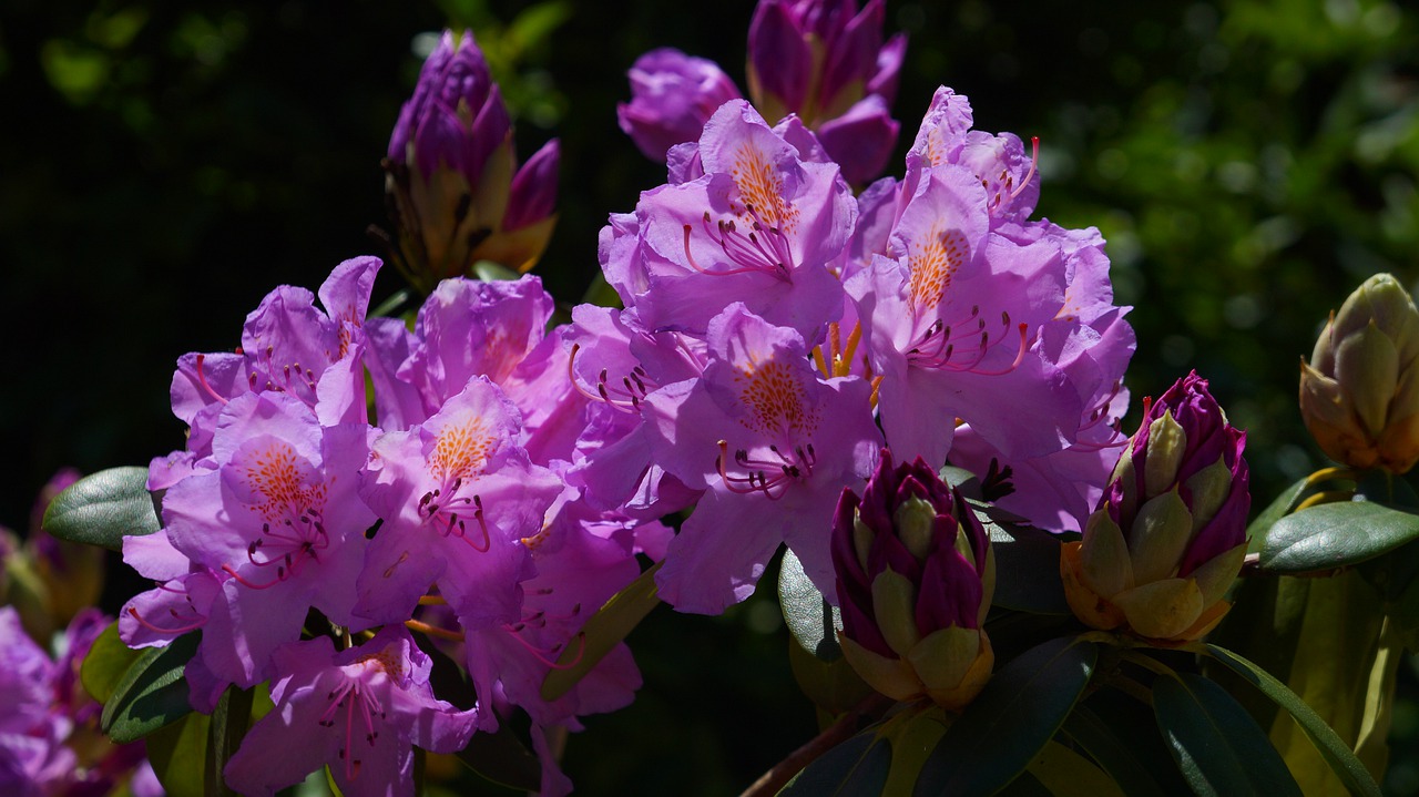 nature  plants  flowers free photo