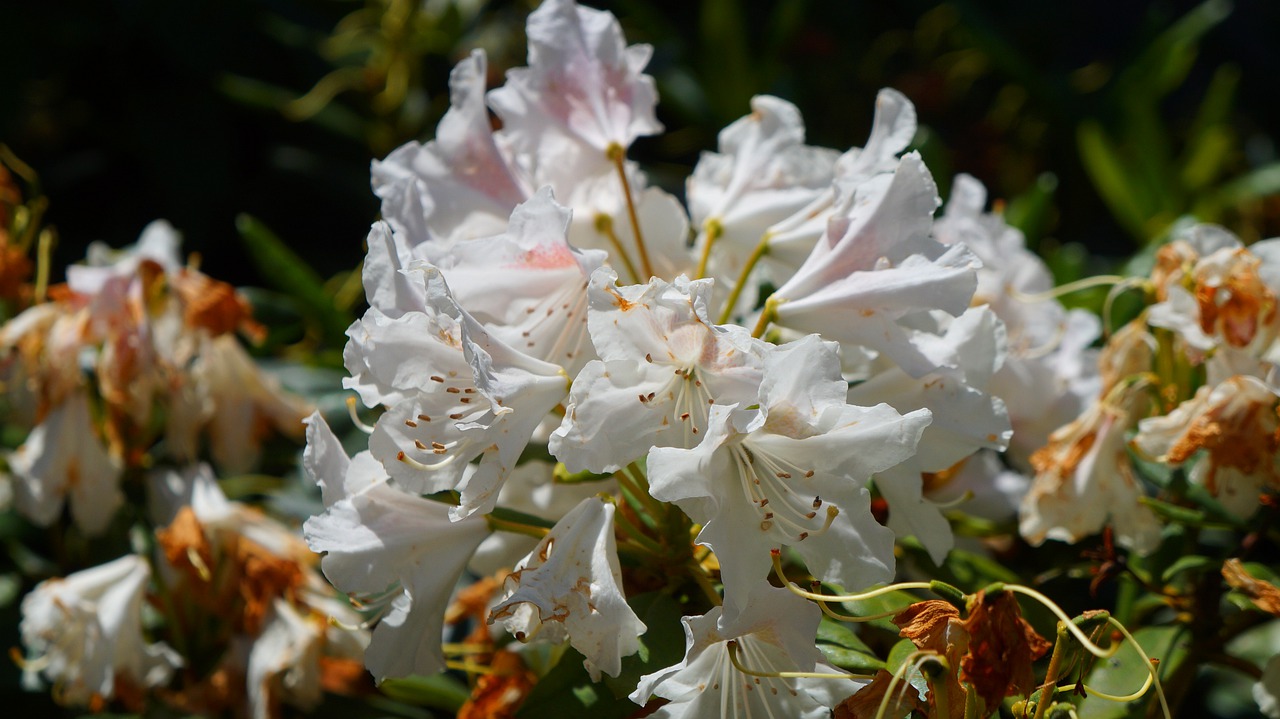 nature  plants  flowers free photo