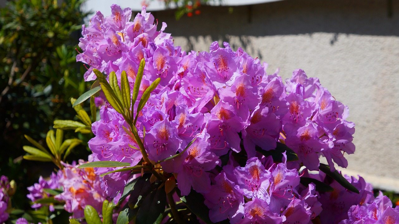 nature  plants  flowers free photo