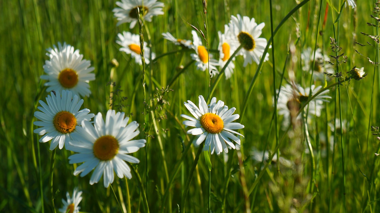 nature  plants  flowers free photo