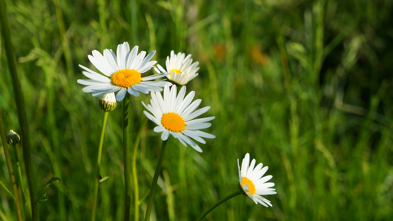 nature  plants  flowers free photo