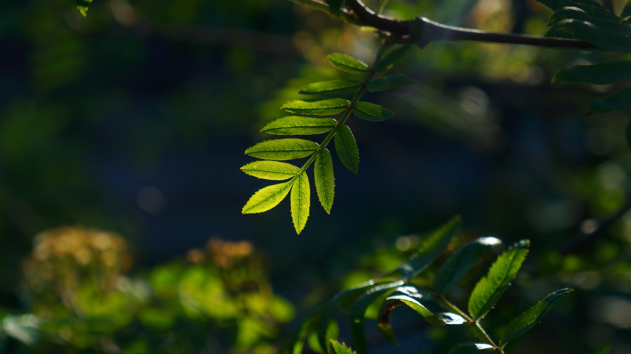 nature  plants  green free photo