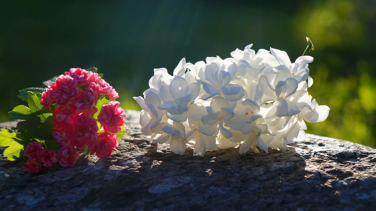 nature  plants  white free photo