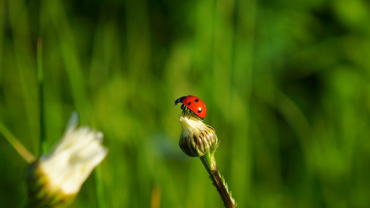 nature  plants  insect free photo