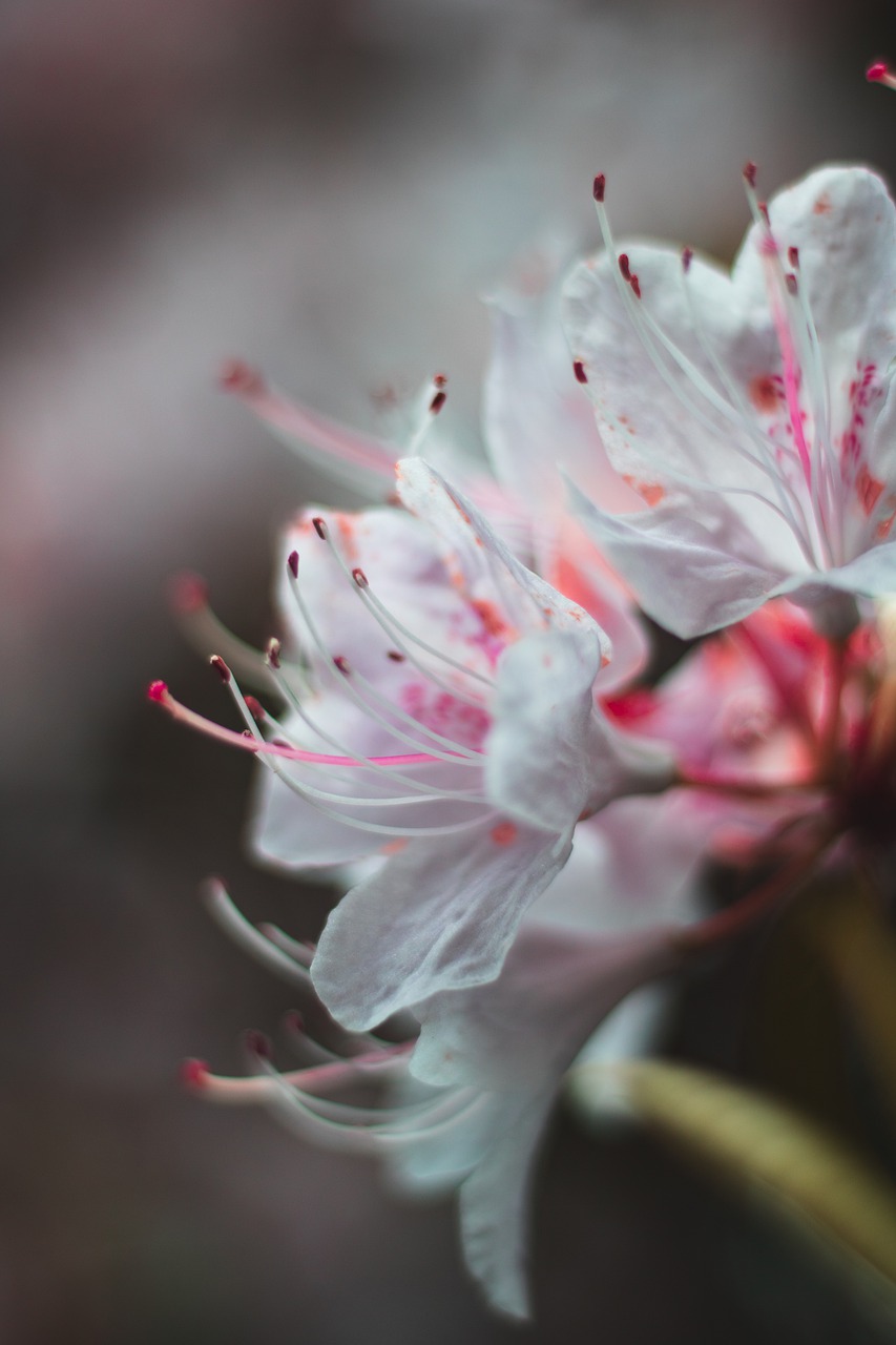 nature  blossom  plant free photo