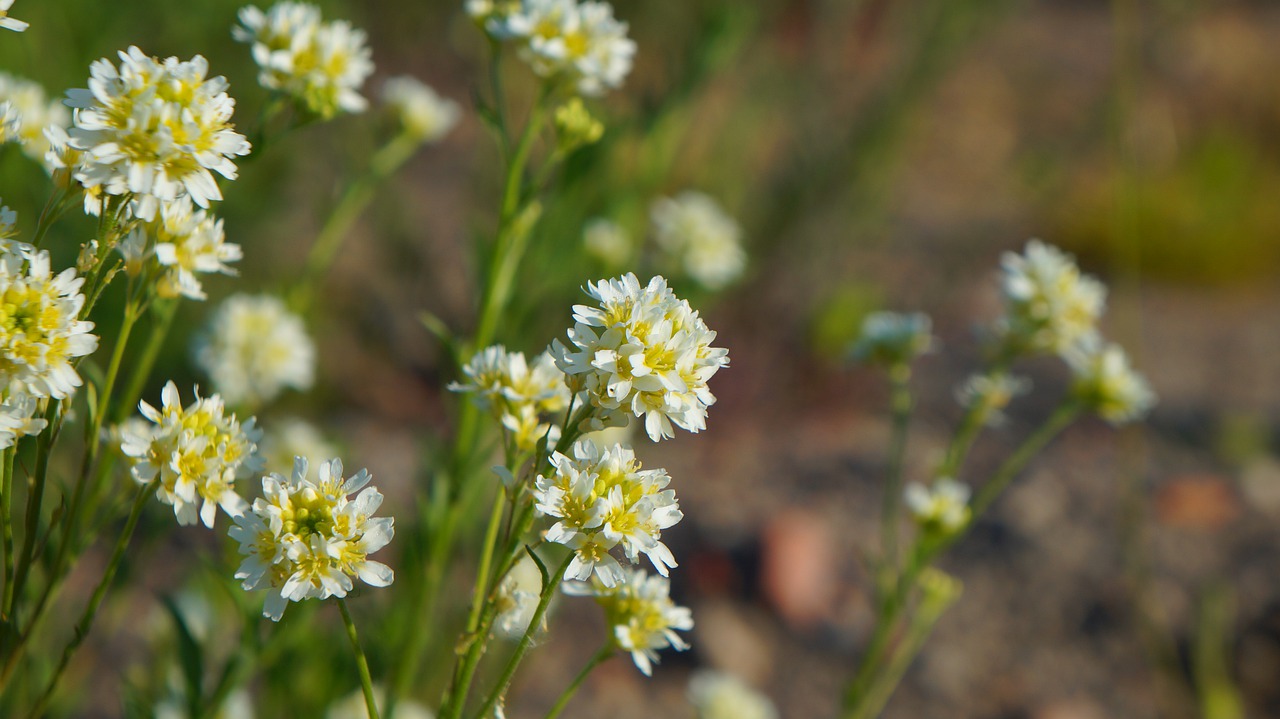 nature  plants  white free photo