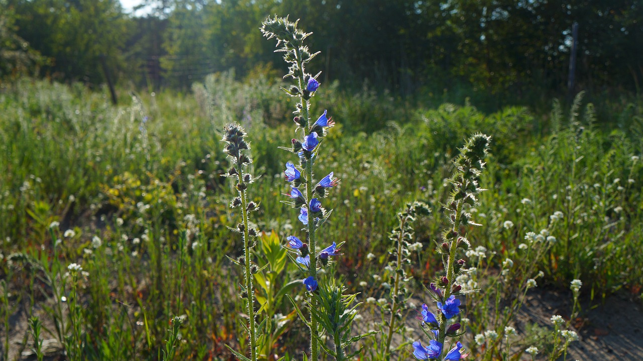 nature  plants  blue free photo