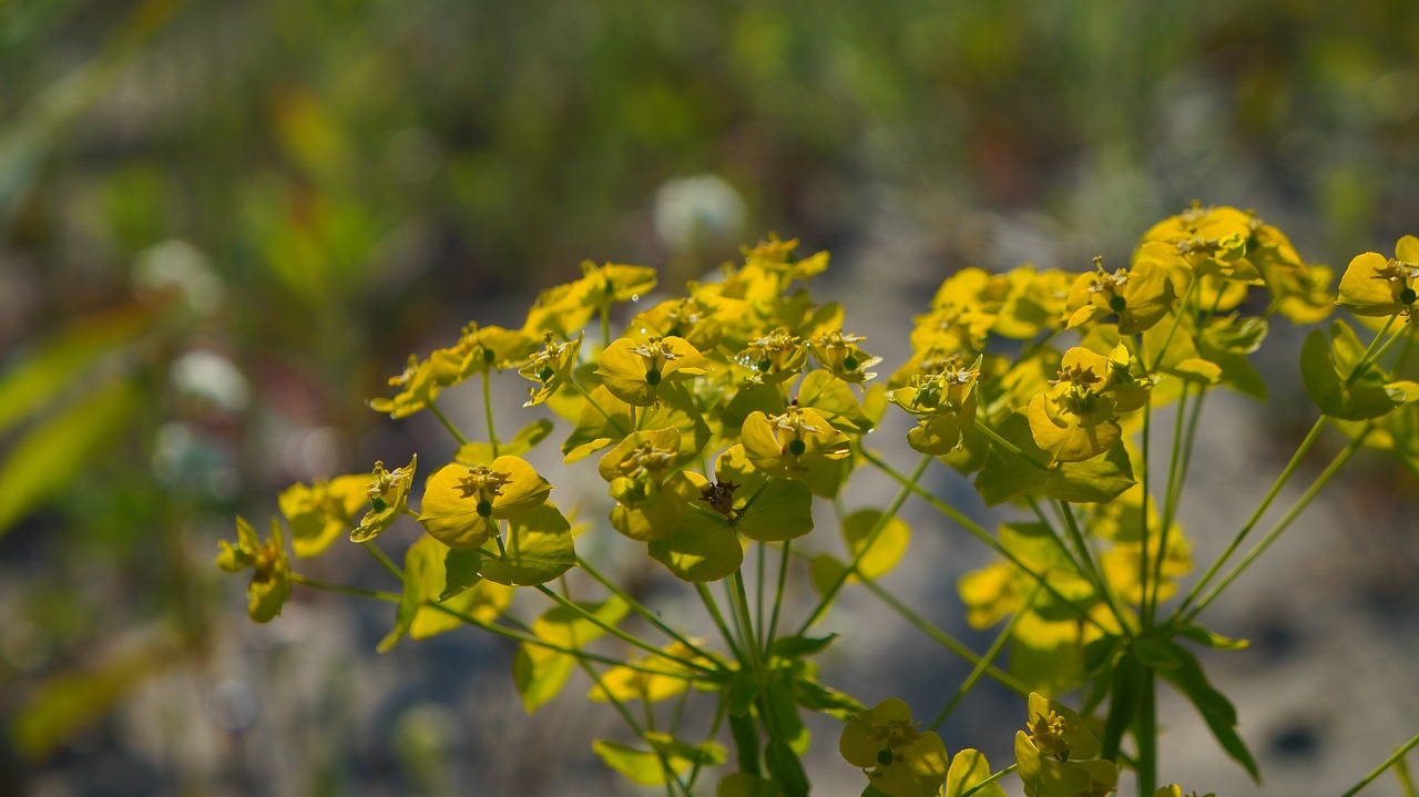 nature  plants  yellow free photo