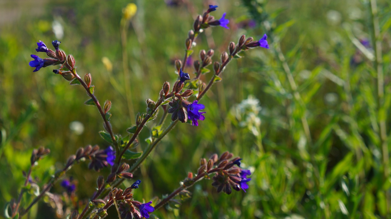 nature  plants  blue free photo