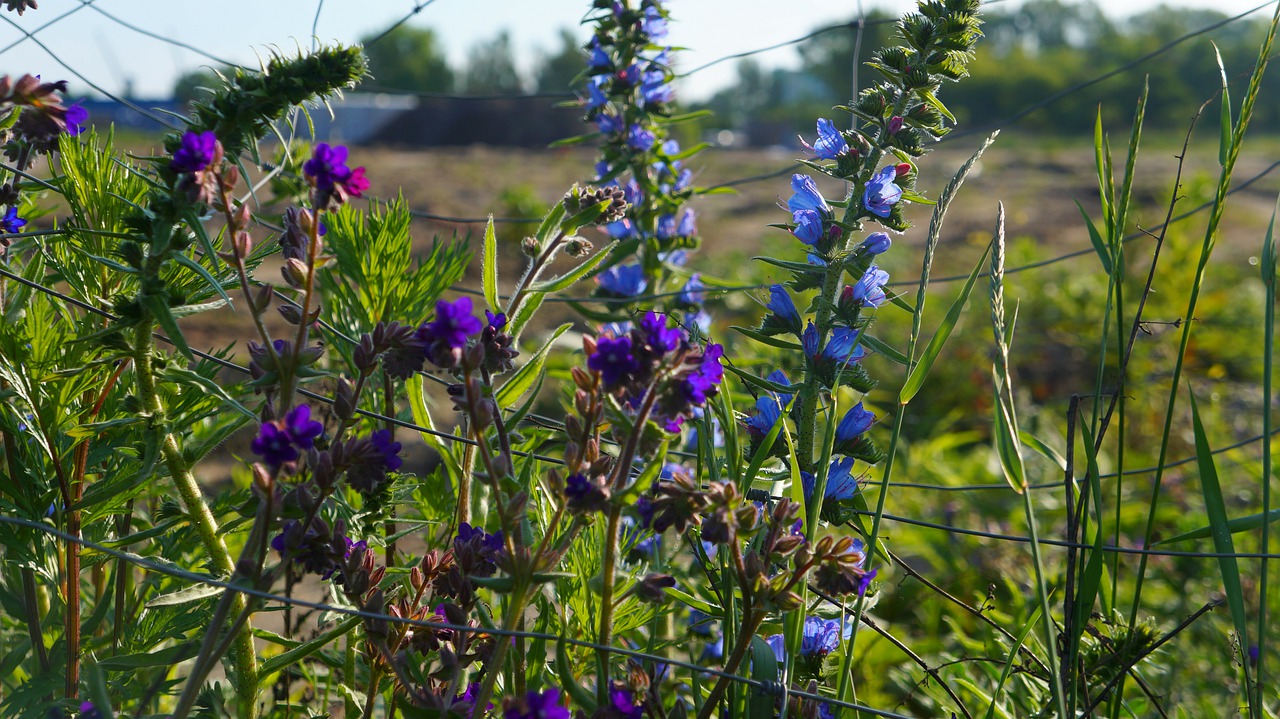 nature  plants  blue free photo