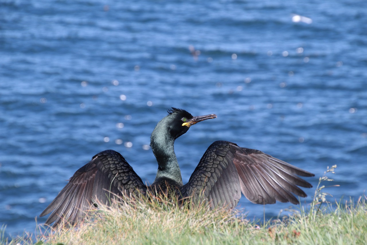 nature  shag  bird free photo