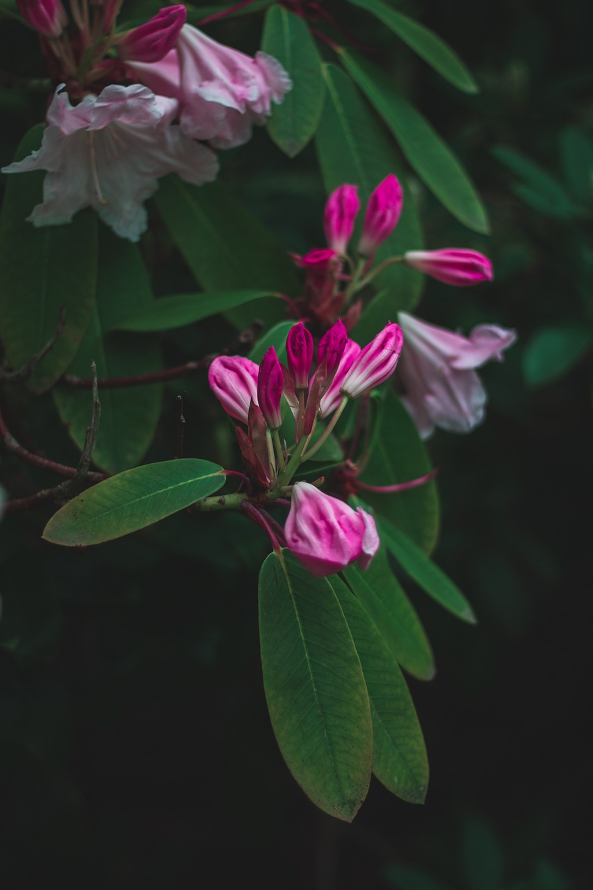 nature  blossom  bud free photo