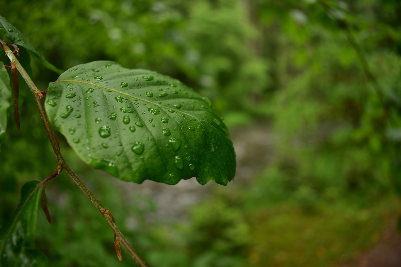 nature  letter  green free photo