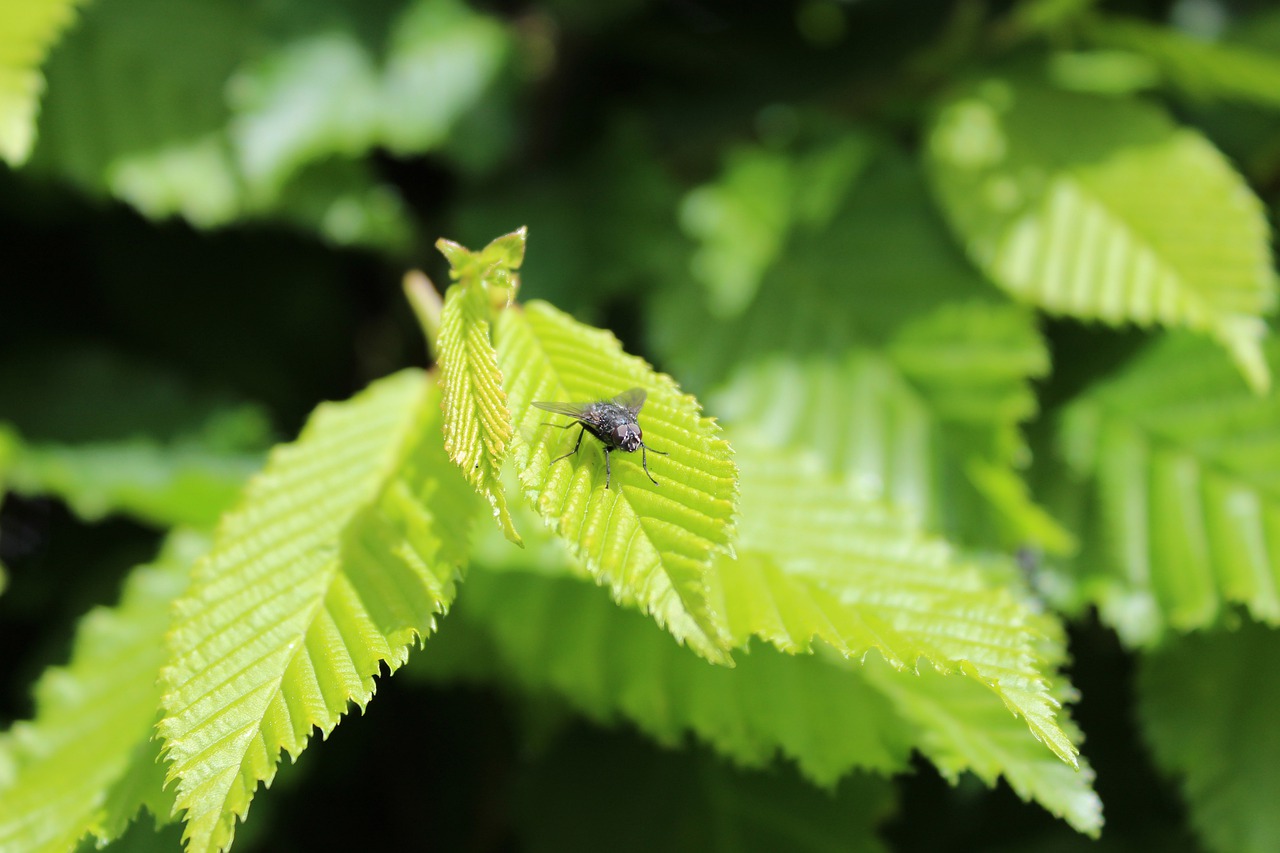 nature  macro  insect free photo