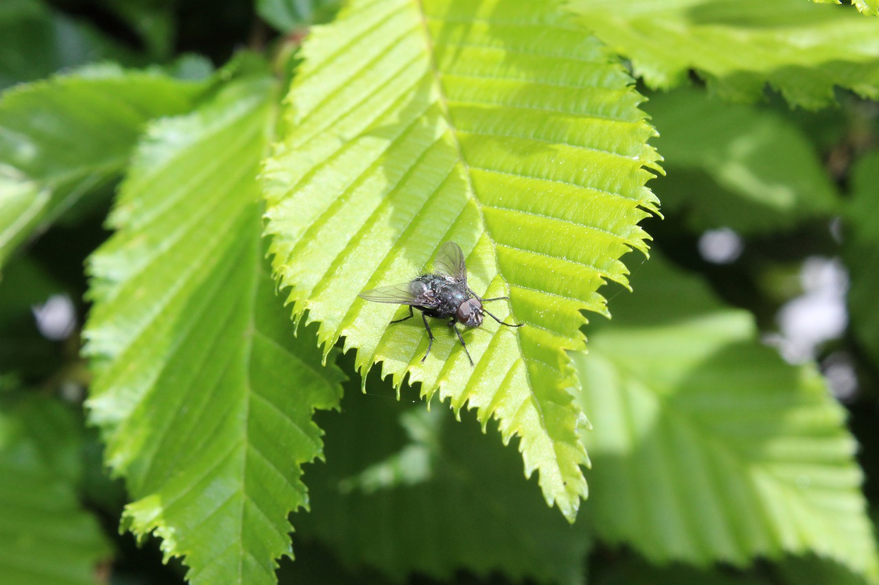 nature  macro  insect free photo