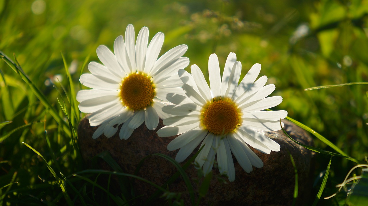 nature  plants  two free photo