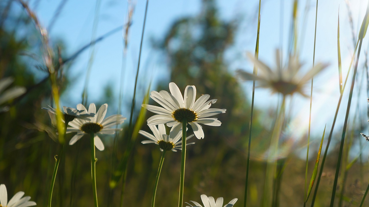 nature  plants  daisy free photo