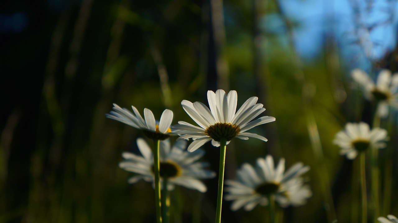 nature  plants  daisy free photo