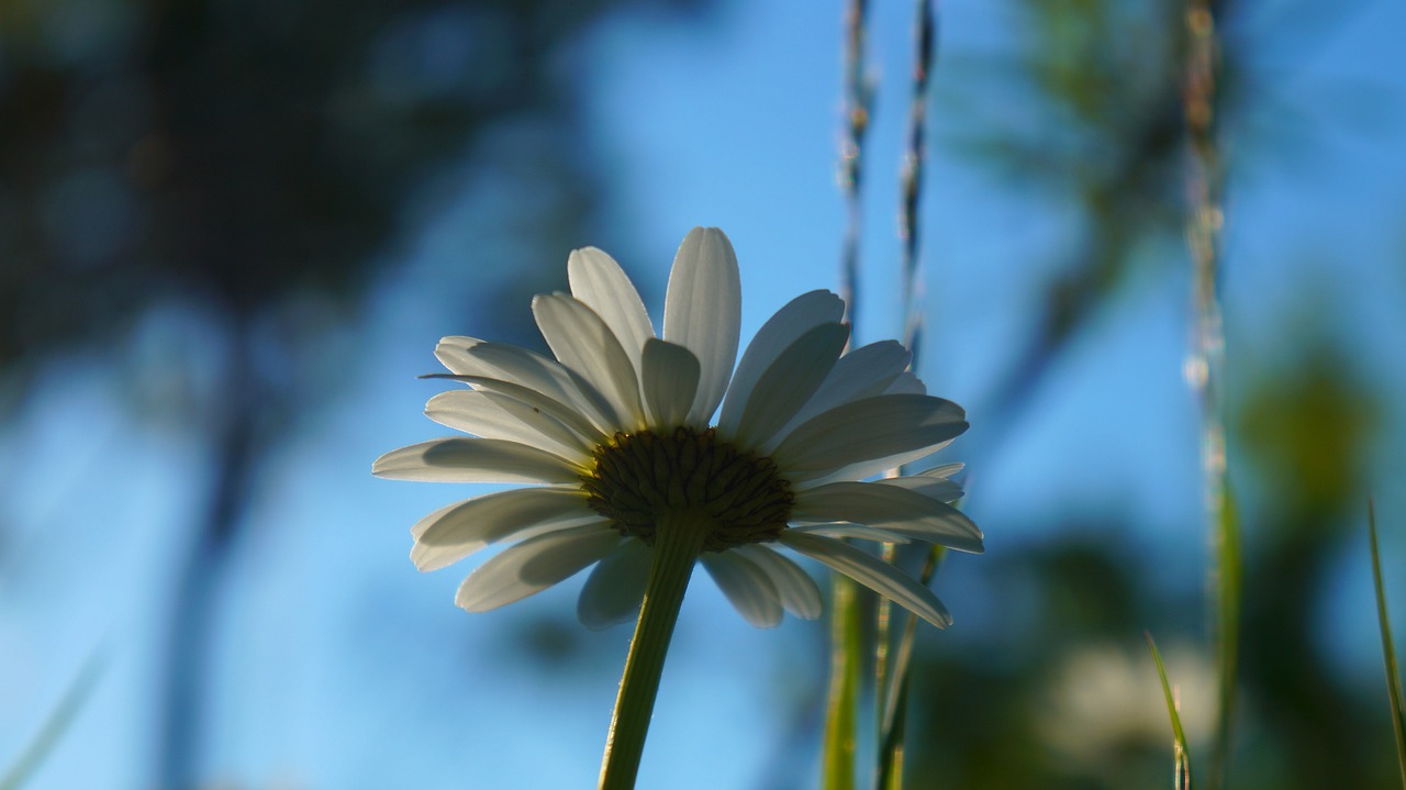 nature  plants  daisy free photo