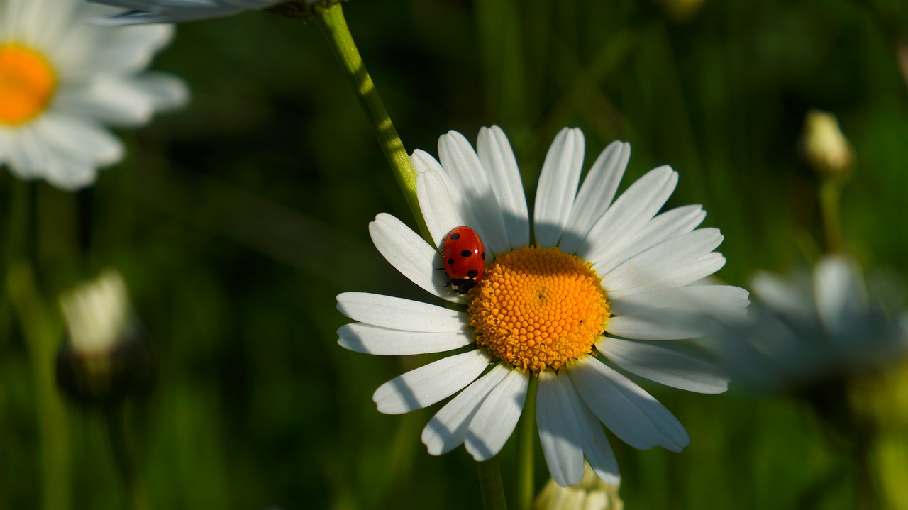 nature  plants  flower free photo