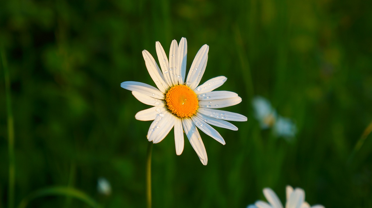 nature  plants  flower free photo