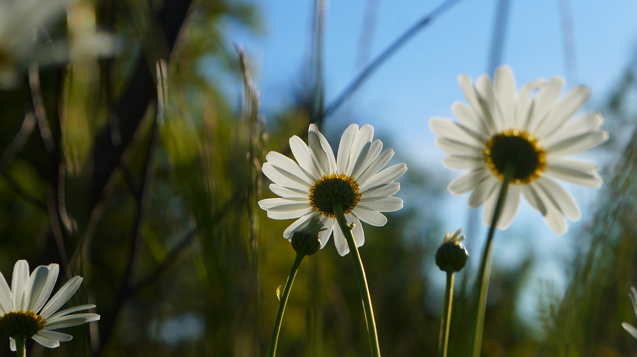 nature  plants  flower free photo