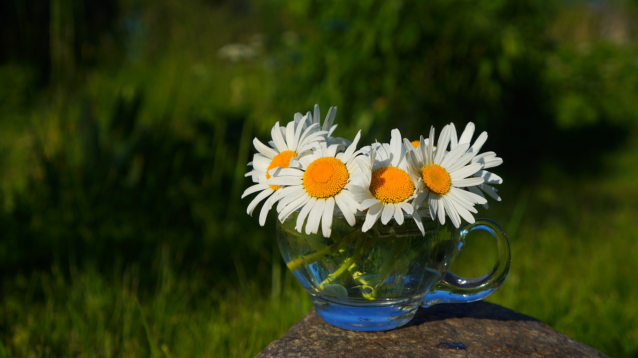 nature  plants  flower free photo