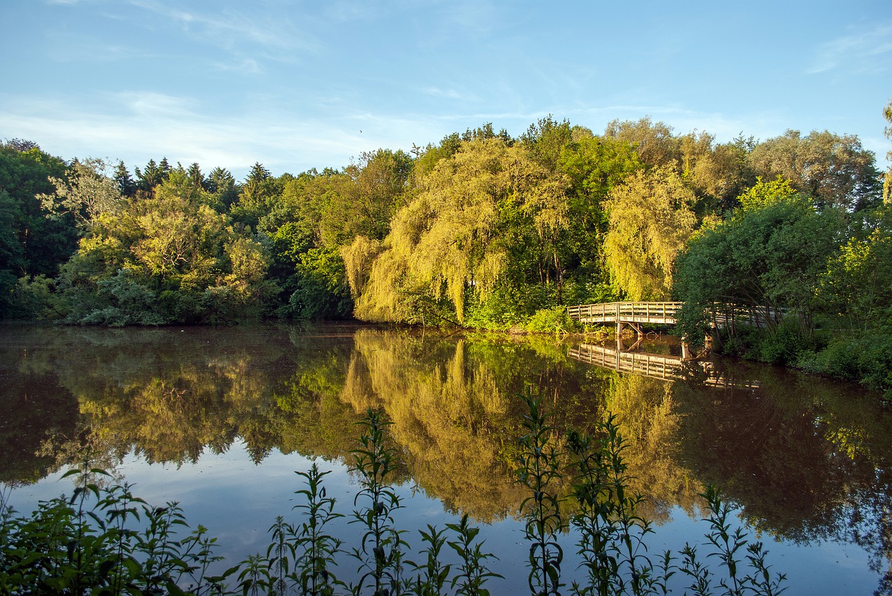 nature  enschede the netherlands  pond free photo