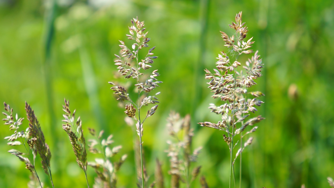 nature  plants  grass free photo