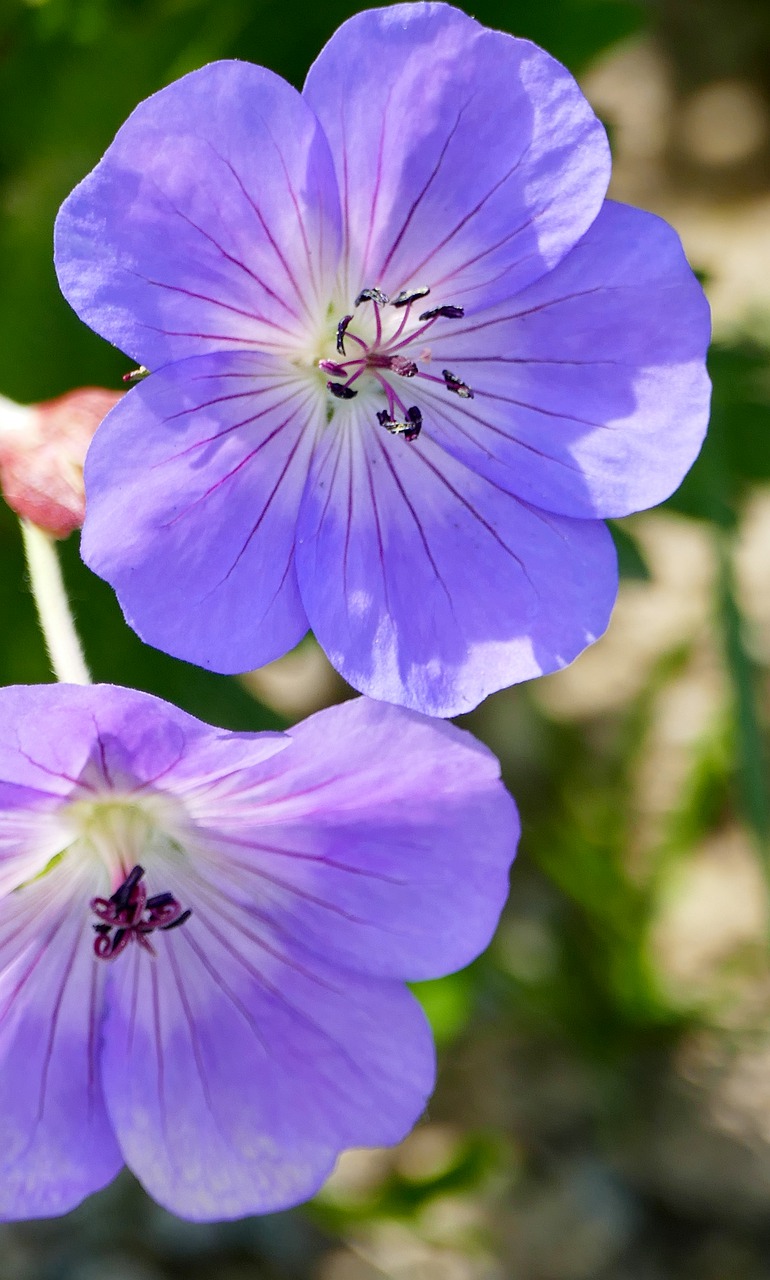 nature  meadow  flowers free photo