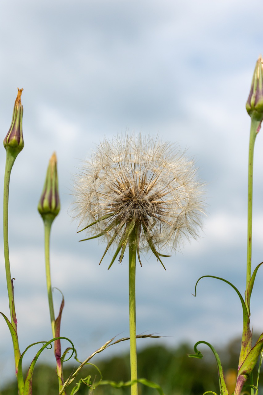 nature  flower  spring free photo