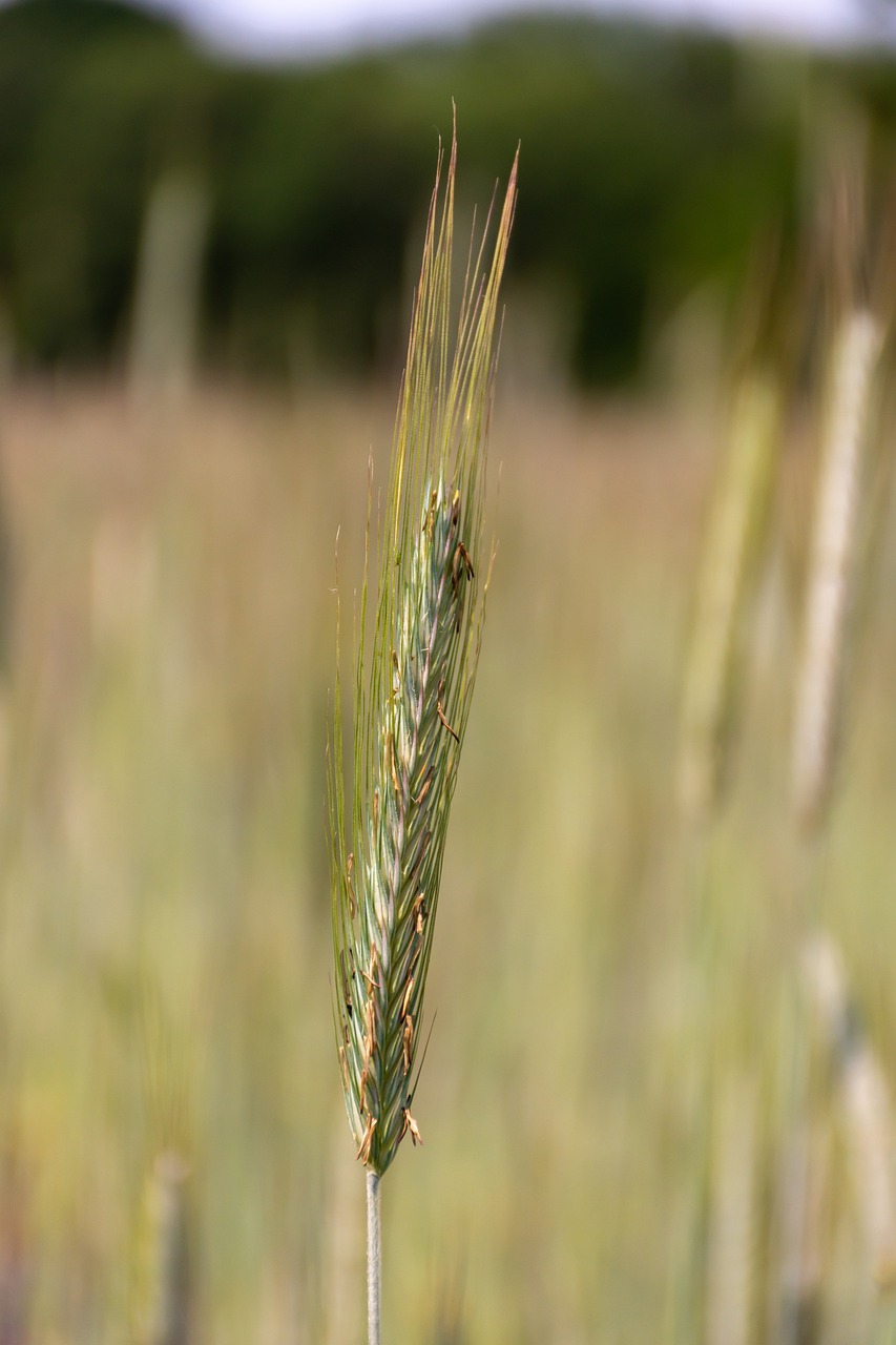 nature  wheat  spring free photo