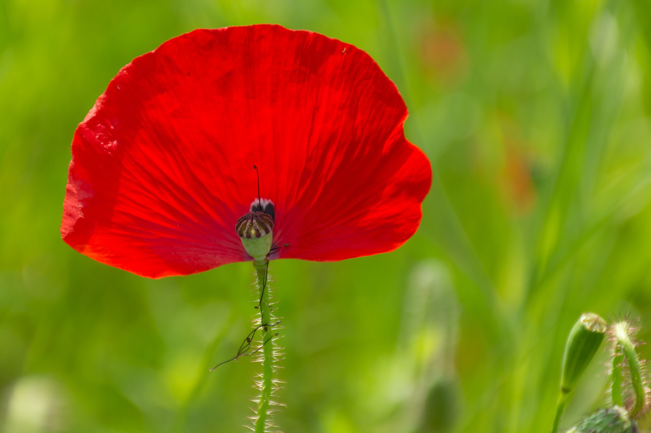 nature  flower  spring free photo