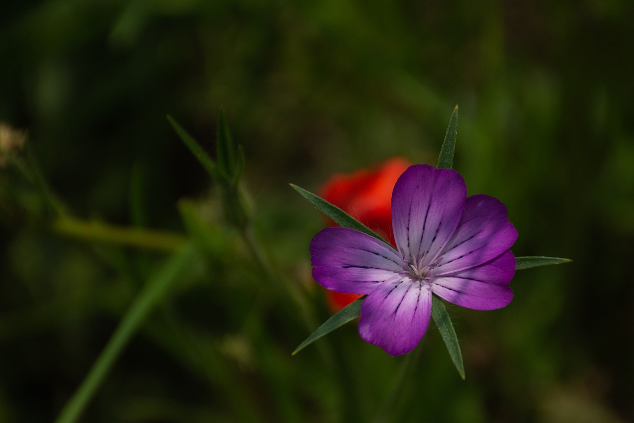 nature  flower  spring free photo